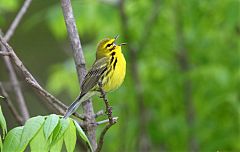 Prairie Warbler